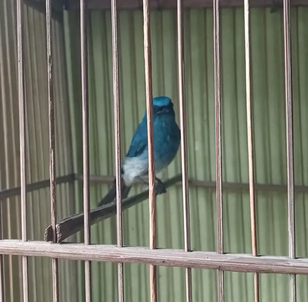 Burung teledekan biru/sikatan nonin