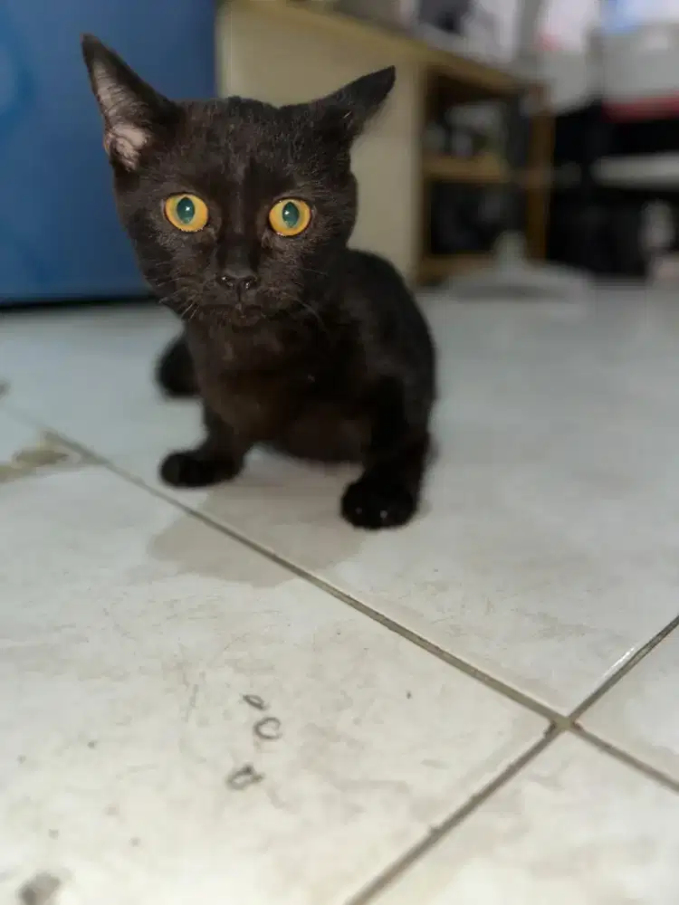 Kucing kitten jantan BSH British shorthair munchkin