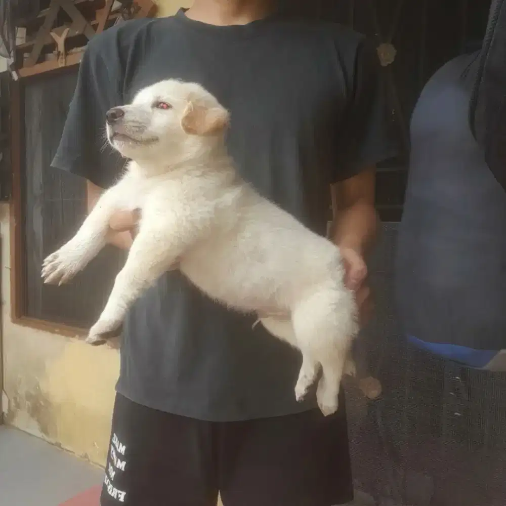 Anak anjing campuran golden