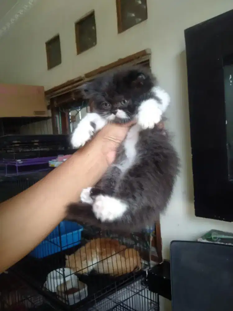 Kitten Persia jantan