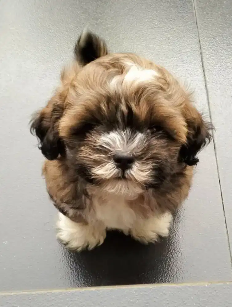 ANAK ANJING SHIHTZU POODLE