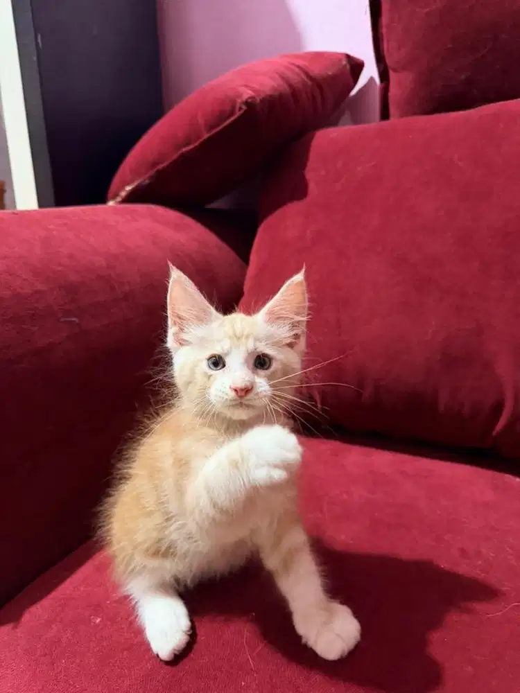 Kitten Maine Coon