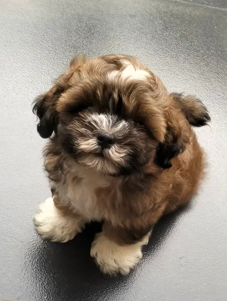 ANAK ANJING SHIHTZU POODLE