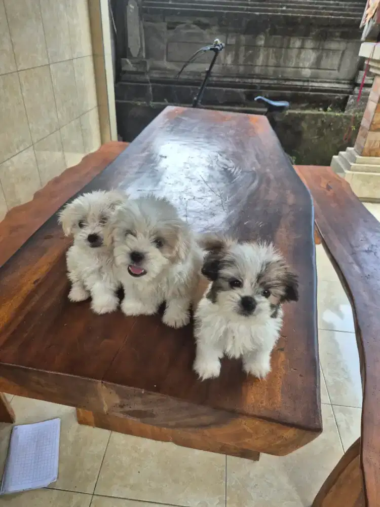 imut imut sekali 2 betina 1 jantan