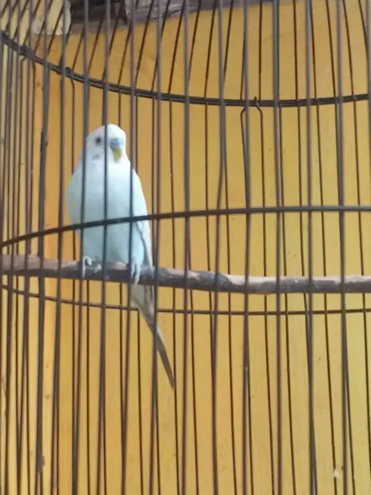 Burung Parkit Eks Masteran