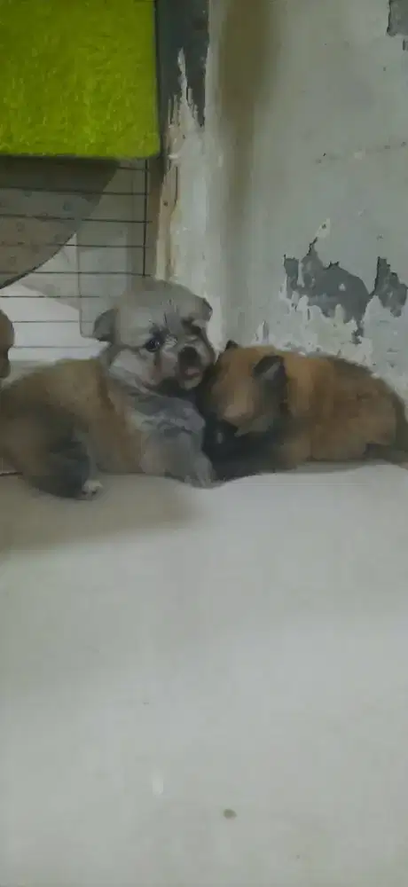 Dijual anjing pom 2 bulan 3 betina