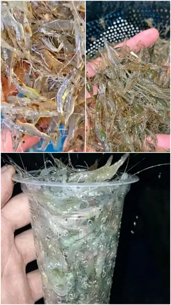 Udang Sawah, Hidup Langsung Ambil Hasil Dari Jebakan