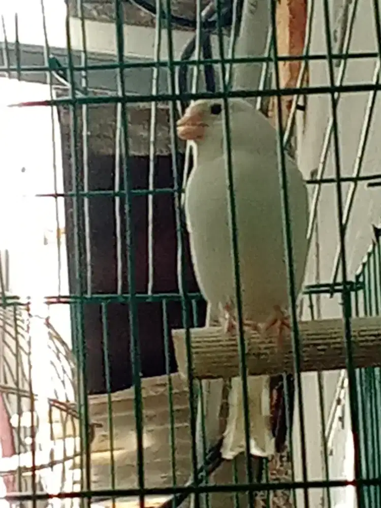 Kenari pocong body besar