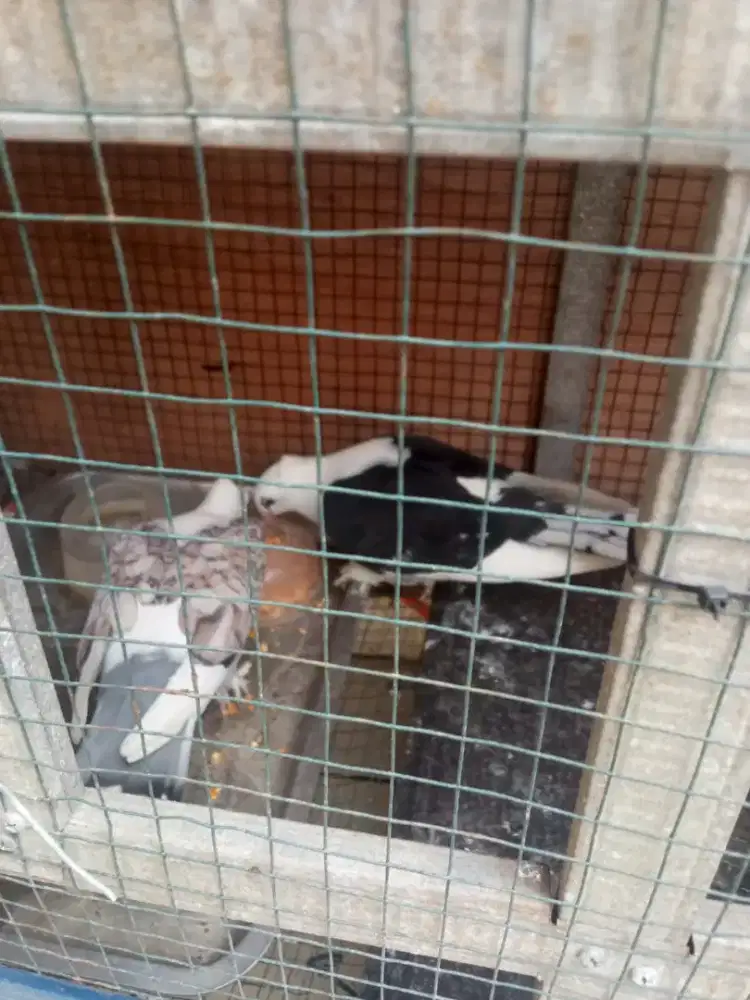Burung Merpati hias santinet