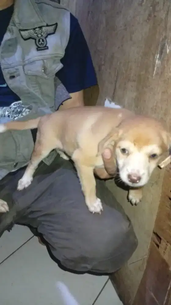 Pittbul x lokal buru besar udh mix Labrador usia 7mimggu betina ya