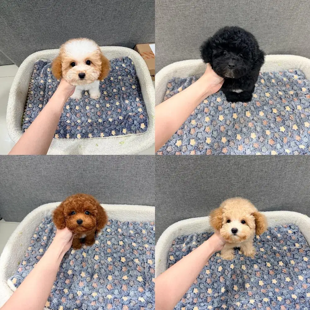 Poodle tiny kecil red apricot party black