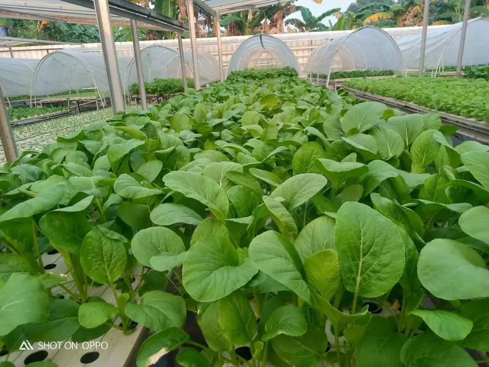 Di Butuhkan segera karyawan untuk Operator pertanian Modern Hydroponic