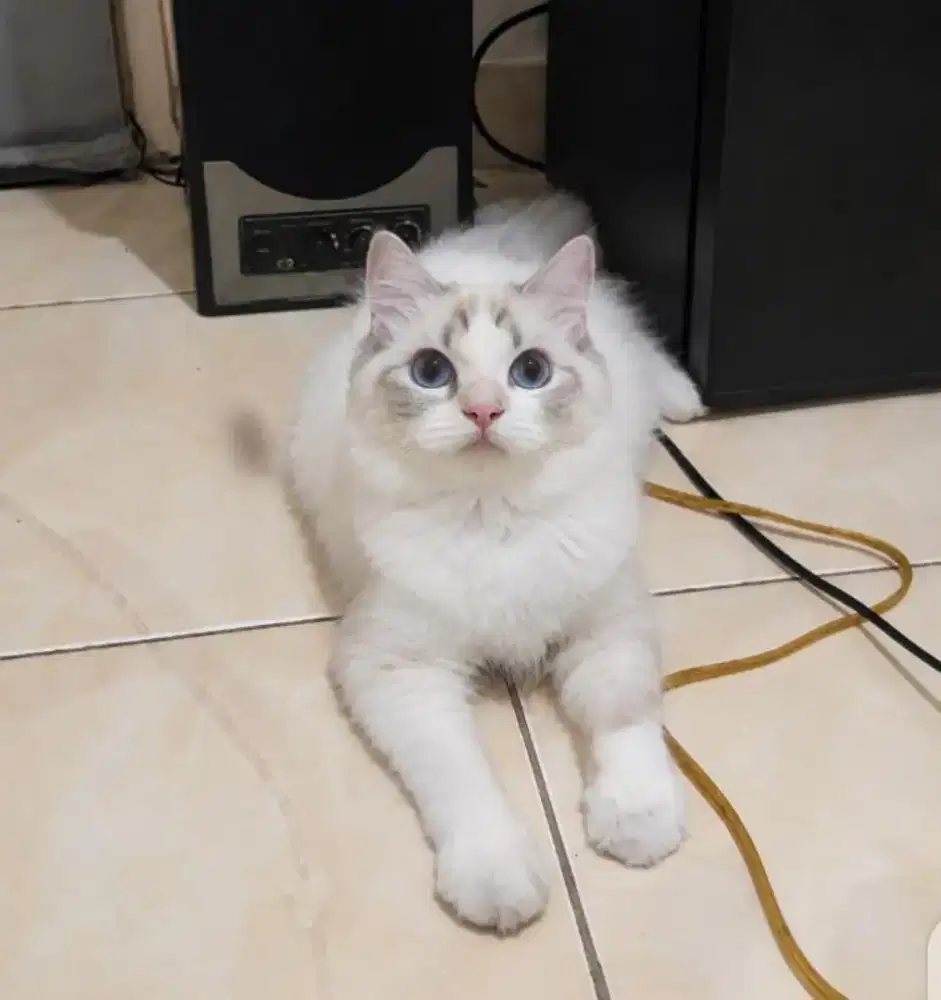 Ragdoll lynx betina calon indukan