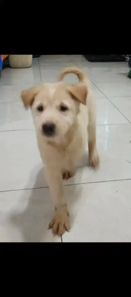 Anakan Labrador betina