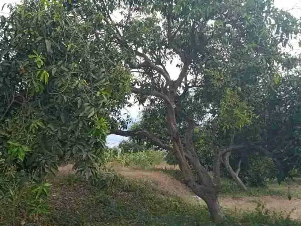 Jual Tanah / Kebun mangga