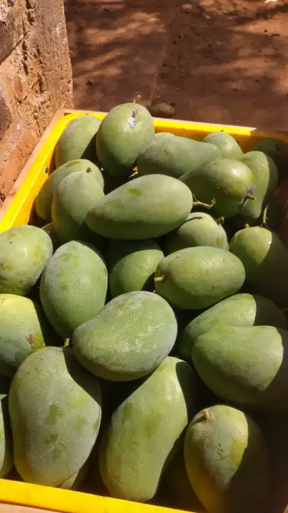 Mangga gadung Nganjuk