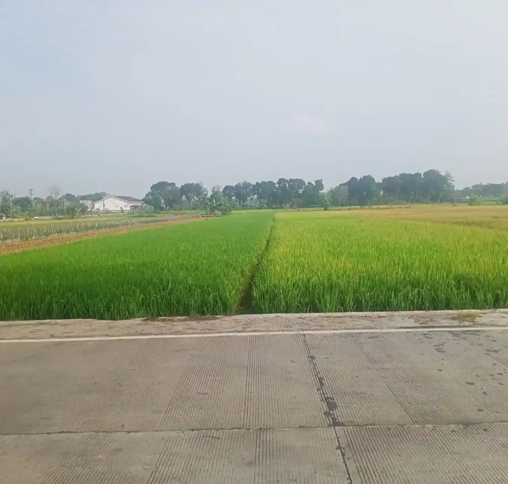 DI JUAL TANAH SAWAH