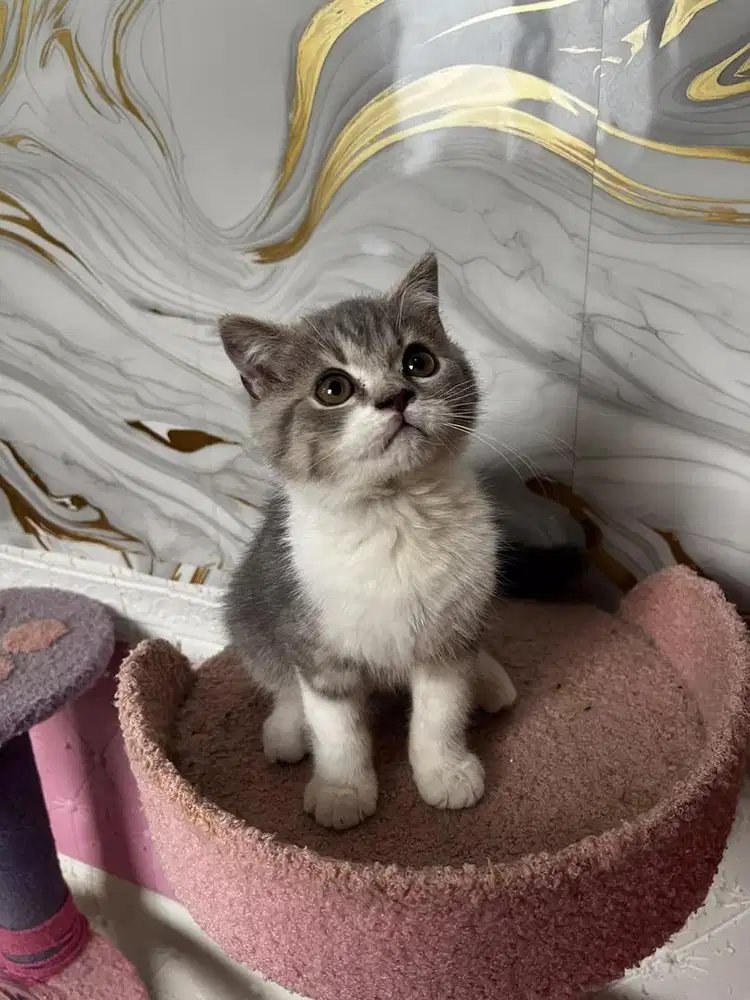 Kucing scottish fold x britis shorthair jantan kitten
