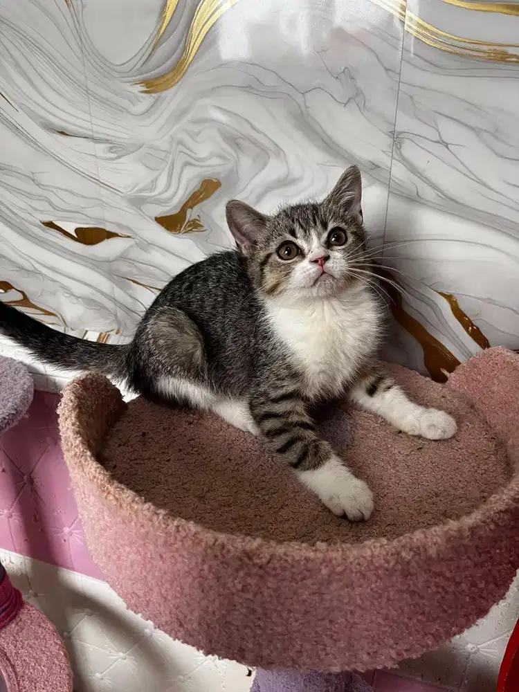 Kucing scottish fold x british shorthair kitten betina