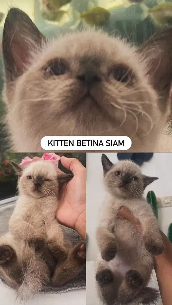 Kitten betina siam shorthair