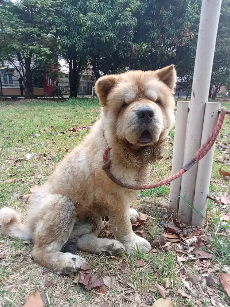 Chow2 jntan 2thn  stamboom hilang blm ketemu .vaksinlengkap .microchip