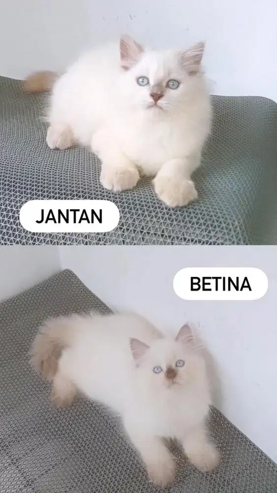 Kitten ragdoll jantan & betina