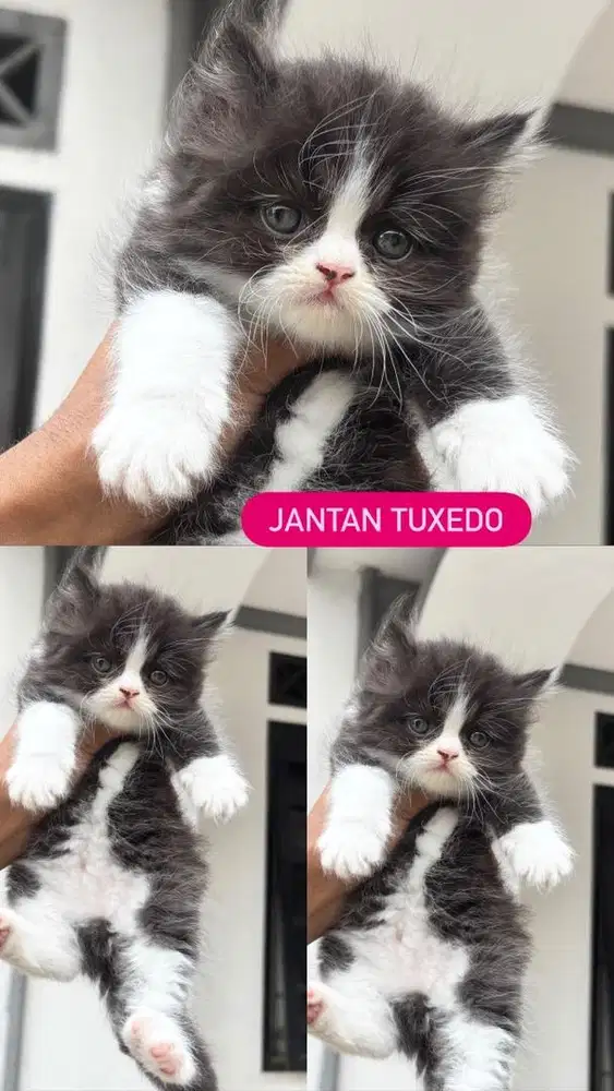 Kitten jantan tuxedo