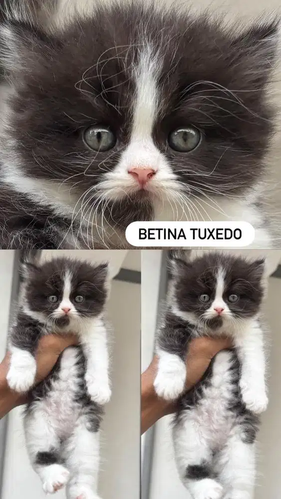 Kitten betina tuxedo