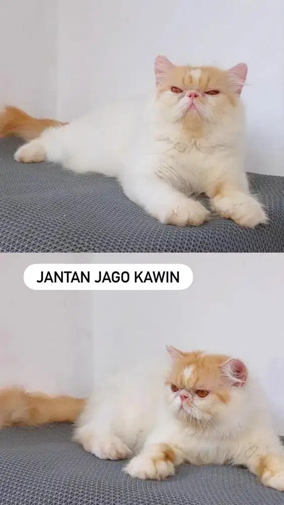 Jantan jago kawin