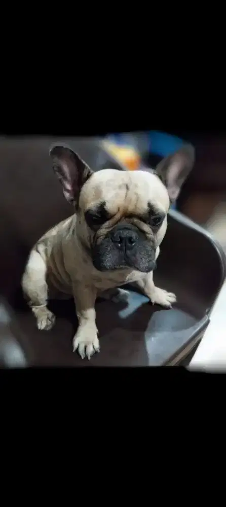 Jual French bulldog