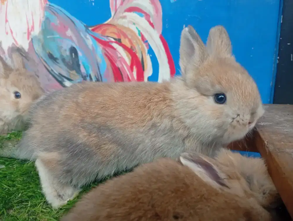 Kelinci hias nedherland dwarf (mini)
