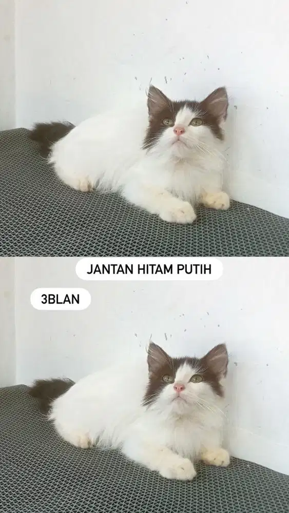 Kitten jantan tuxedo