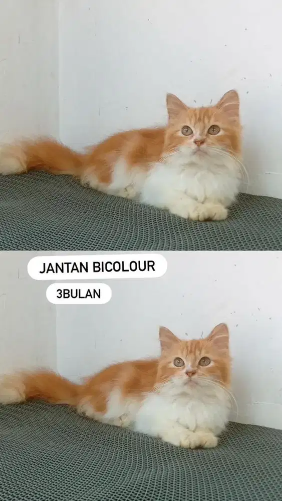 Kitten jantan oyen putih