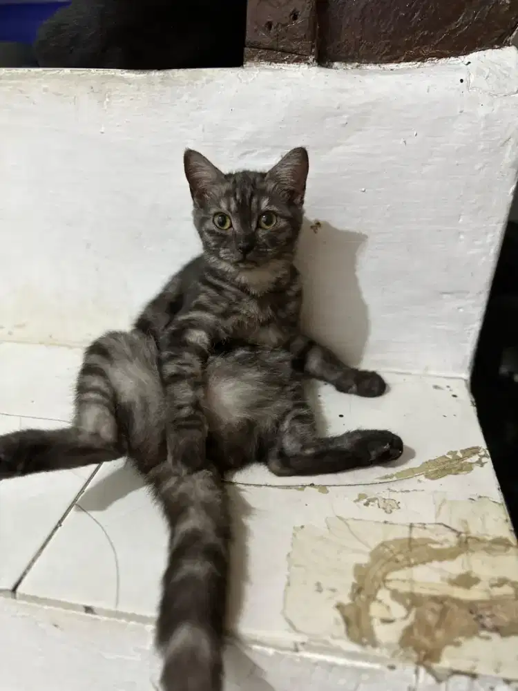 Kucing kitten bsh British shorthair warna tubby betina
