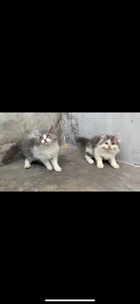 Kucing persia longhair