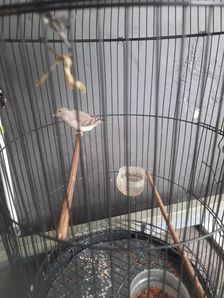 Burung sanger paut ga tau jantan apa betina