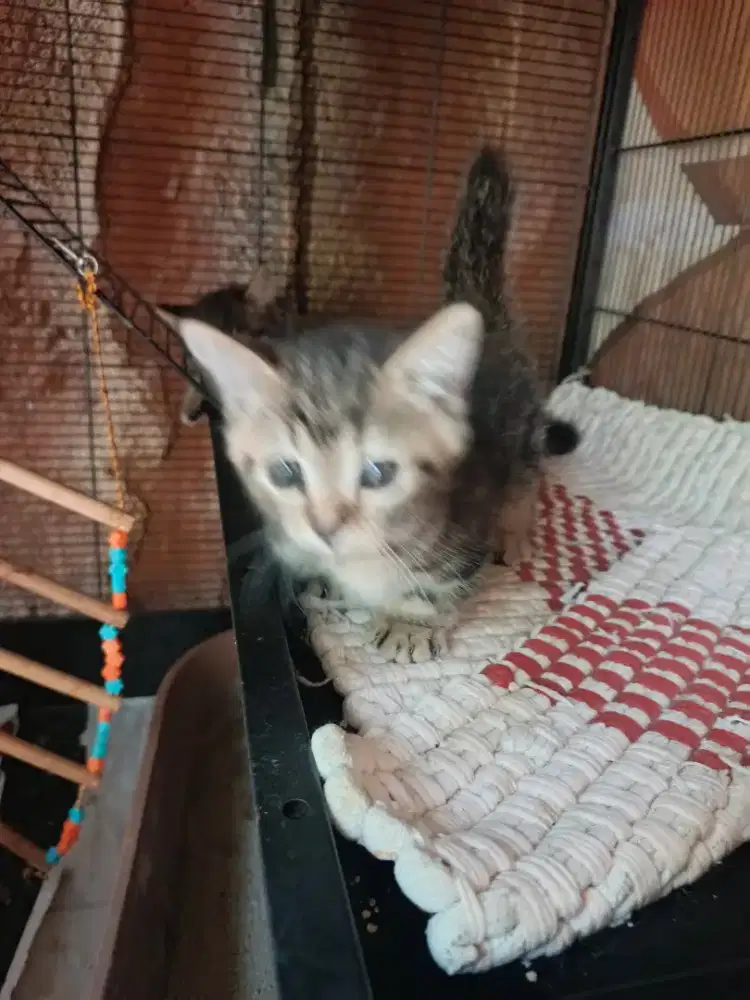 Anakan Kucing munchkin