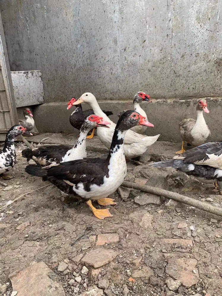 Jual Entok bebek