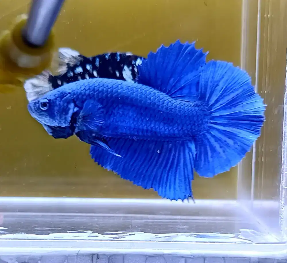 ikan cupang giant biru