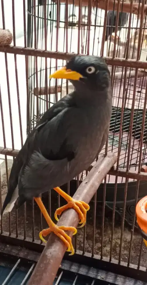 Jalak kebo mata putih fulset