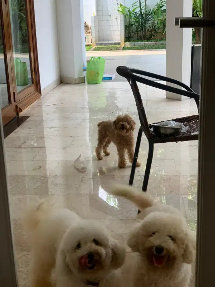Anjing Bichon prise asli