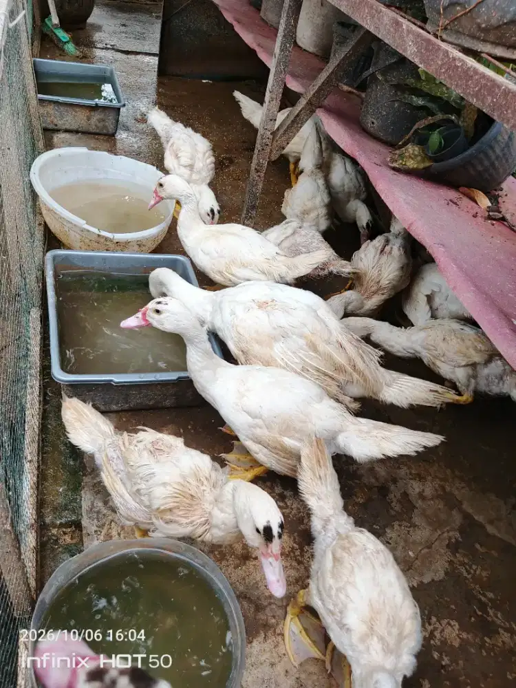 Jual anakan enthok jumbo