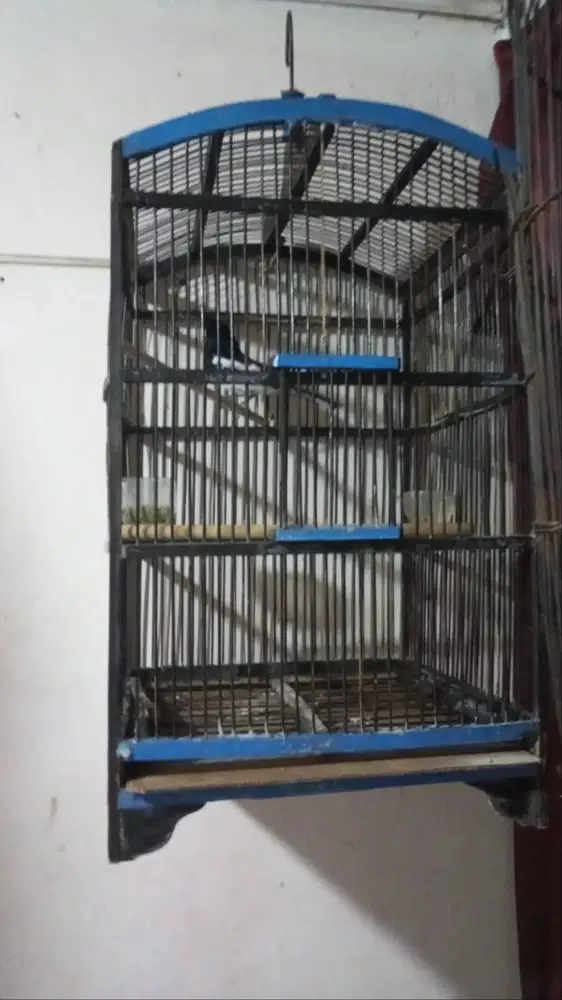 Burung Kacer full set