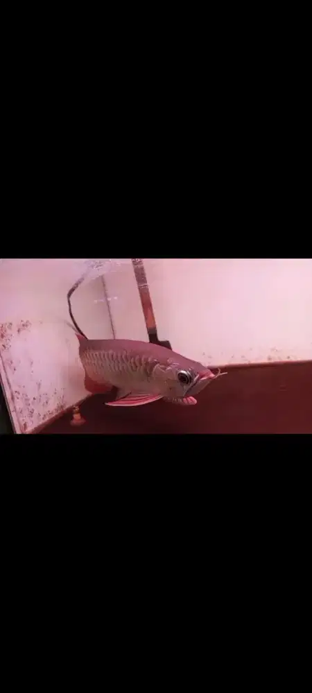 DIJUAL IKAN ARWANA RED SEHAT