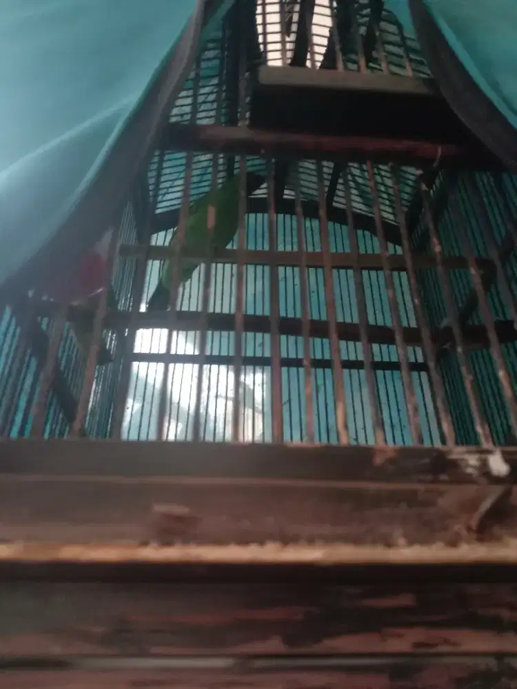 Jual burung rumhan ijo gan