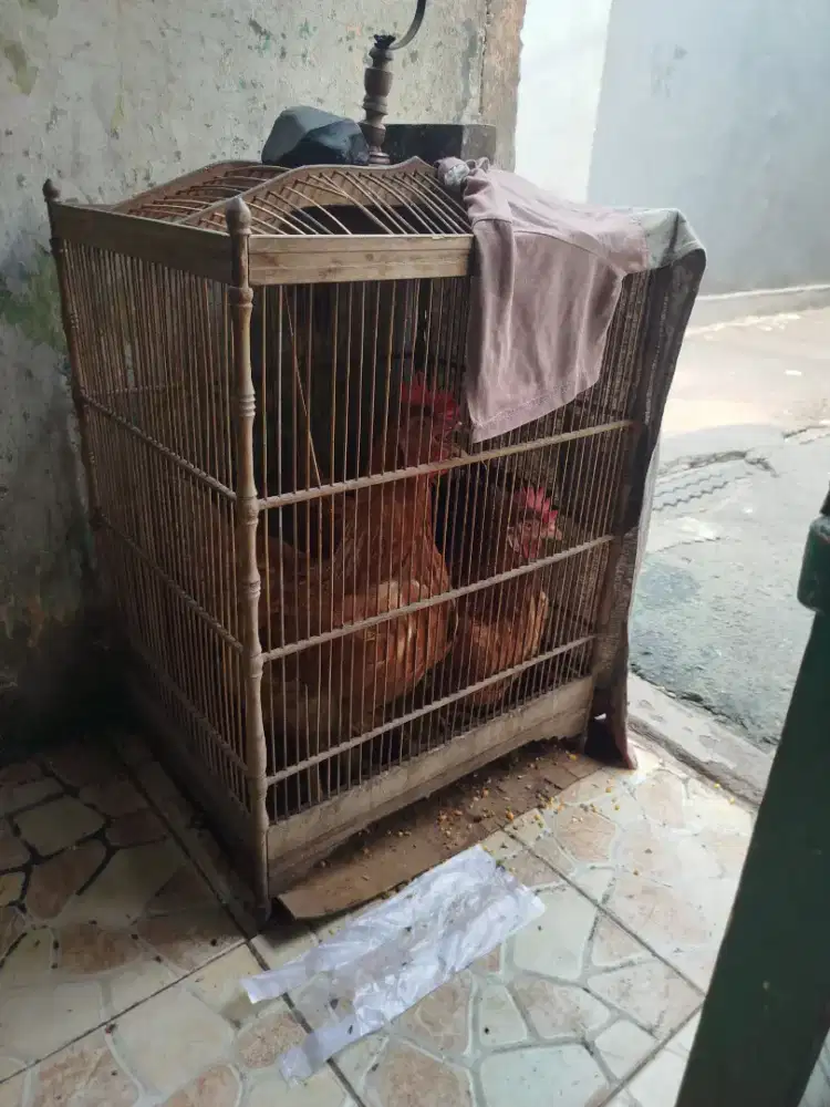 Ayam petelur LOGMAN