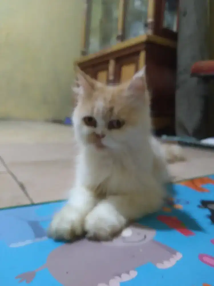 Kucing persia super flatnose