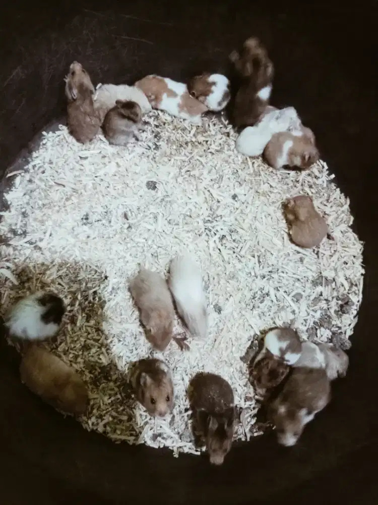 Hamster Syiria anakan