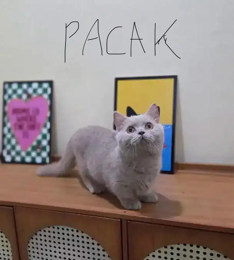 pacak munchkin bsh