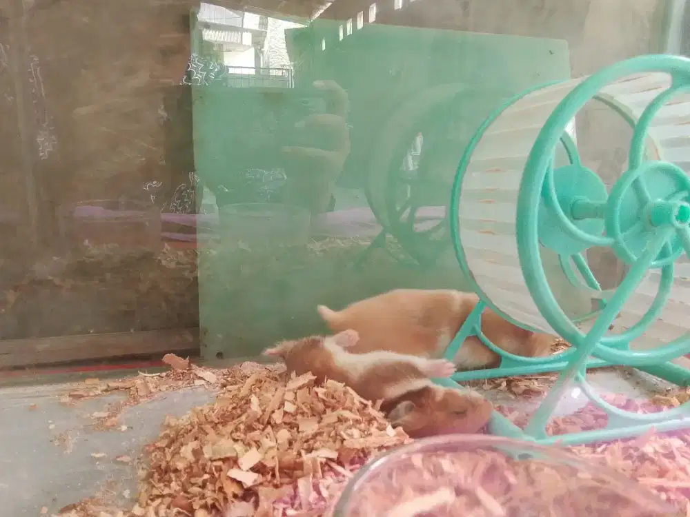 hamster syrian sepasang lagi birahi dua duanya